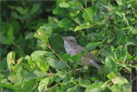 <p>PĚNICE VLAŠSKÁ (Sylvia nisoria) /Berred warbler - Sperbergerasmücke/</p>